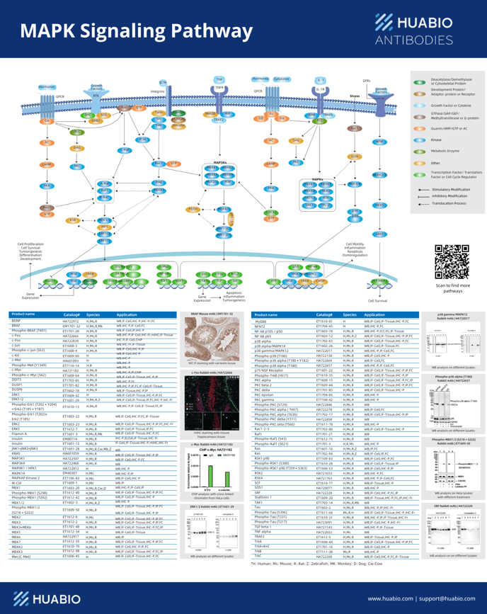 MAPK Signaling Pathway.pdf