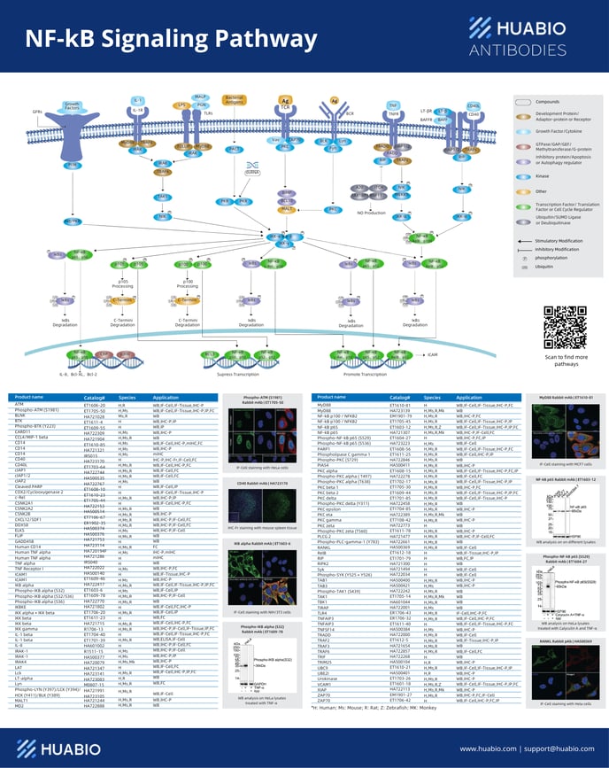 NF-kB Signaling Pathway