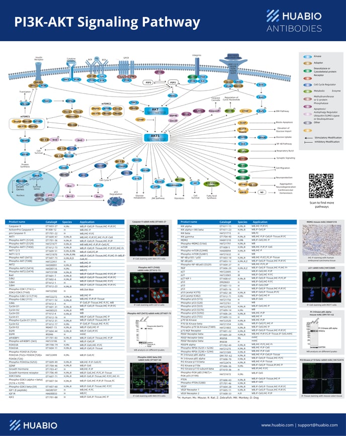 PI3K-AKT Signaling Pathway