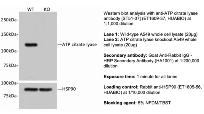 Screen Shot 2023-11-08 at 9.24.45 AM