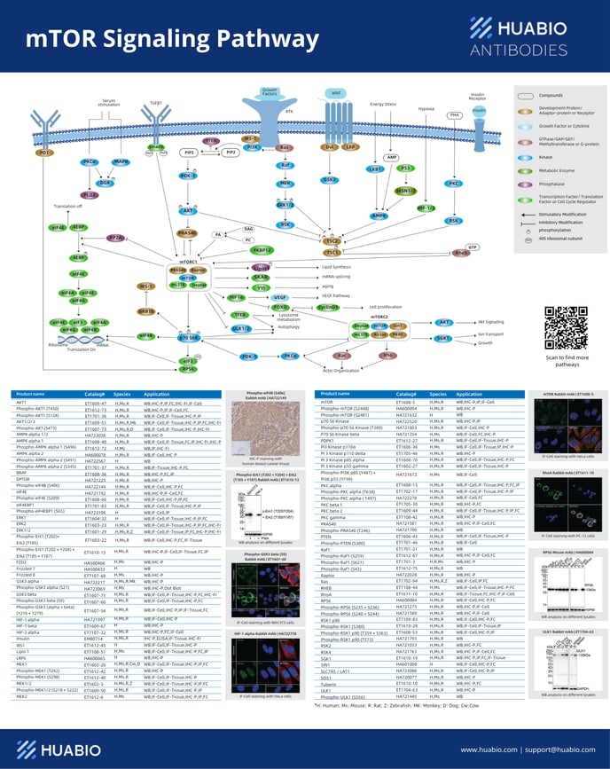 mTOR Signaling Pathway